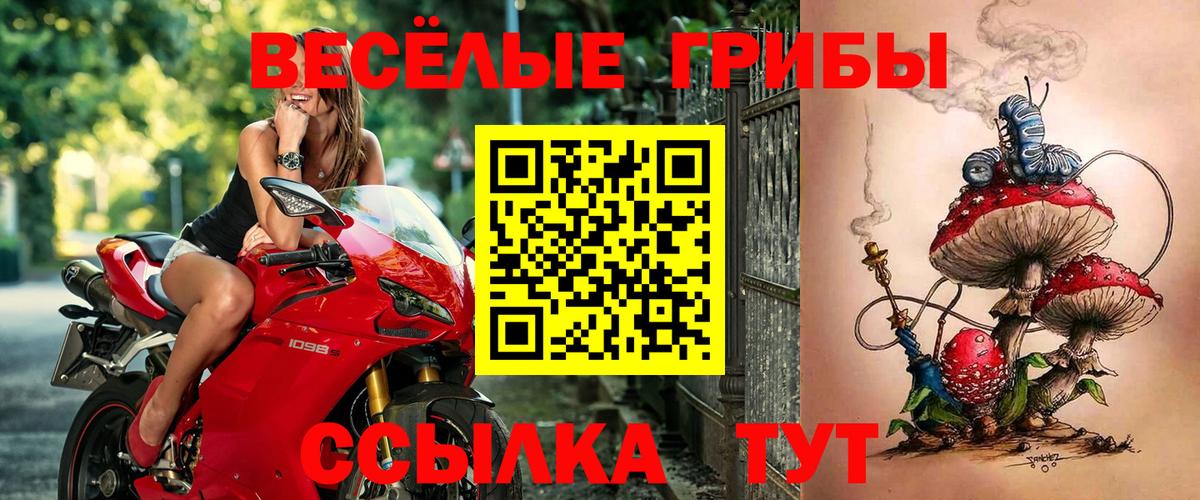 Псилоцибиновые грибы Psilocybe Муравленко